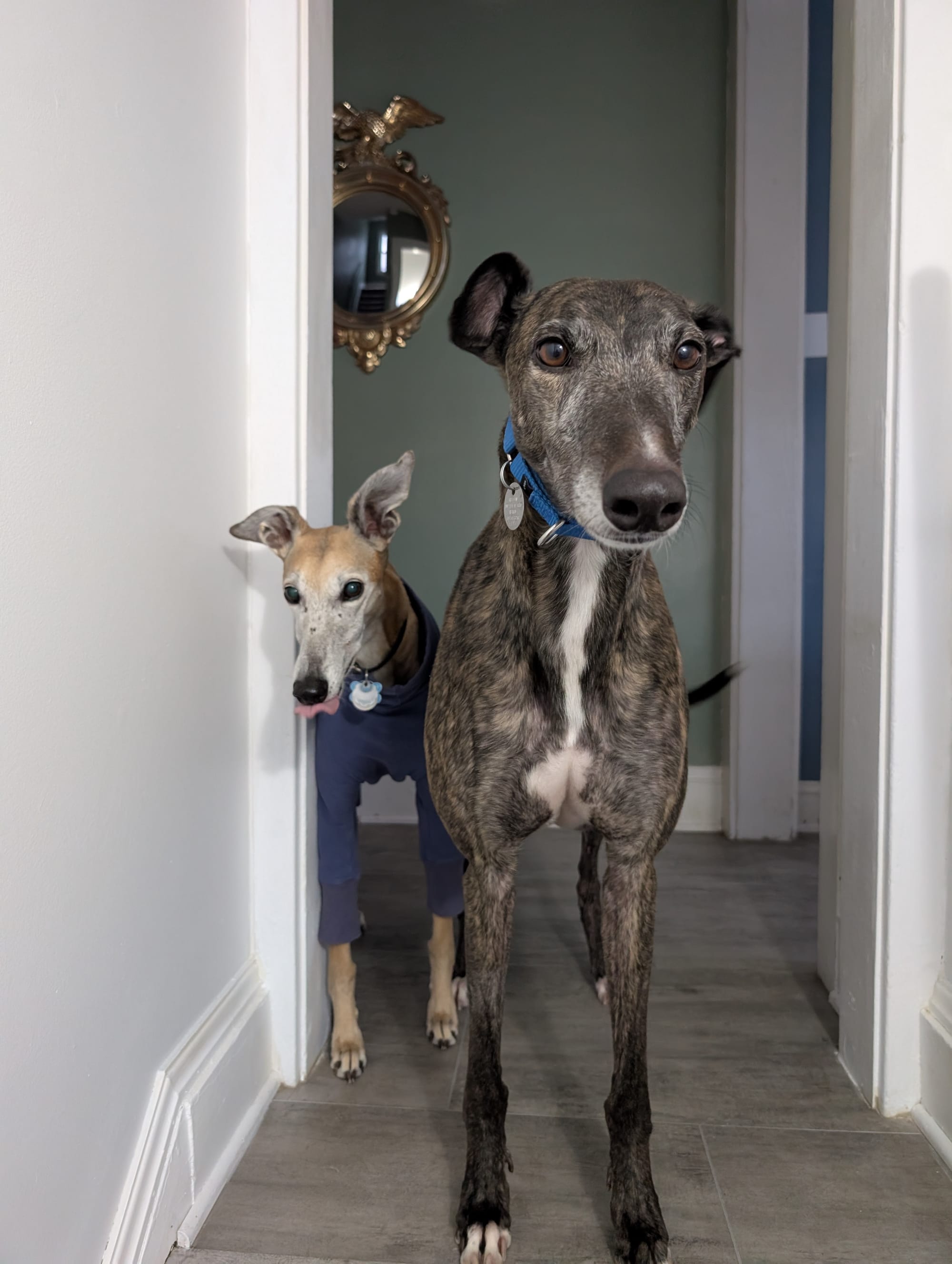 Our newly adopted greyhound, Beast, towers over Drier, the OG (original greyhound). 
