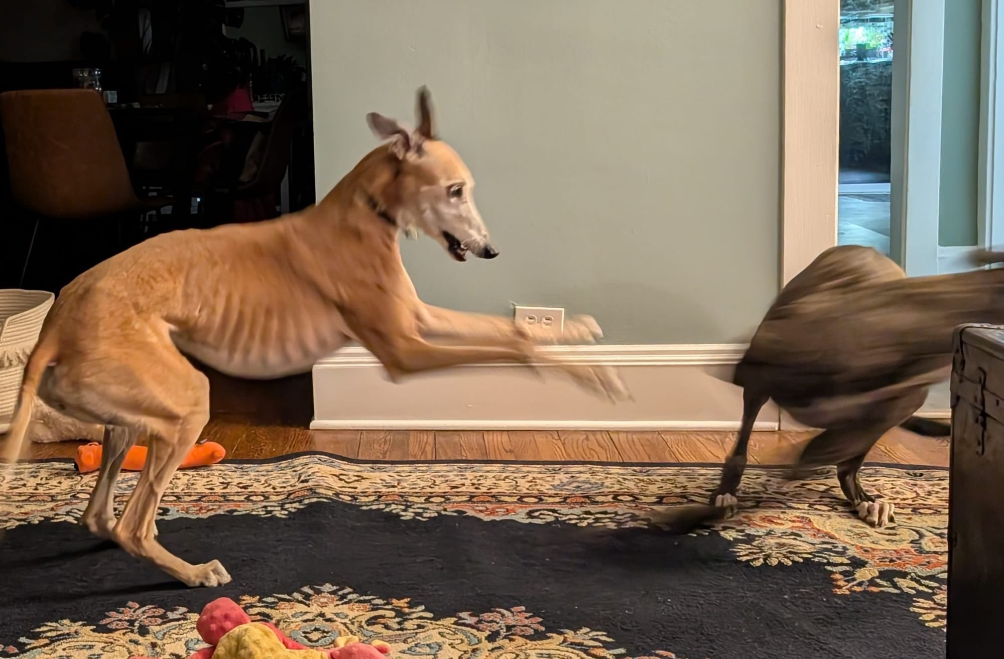 Greyhounds at play, faster than light. 