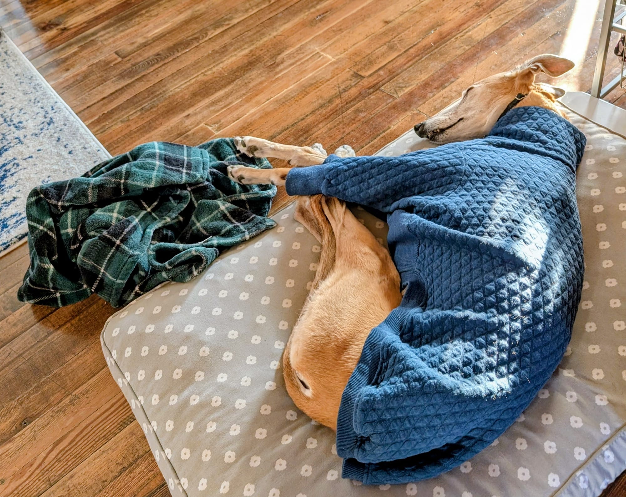 Sleeping greyhound wearing pajamas in a sunbeam.