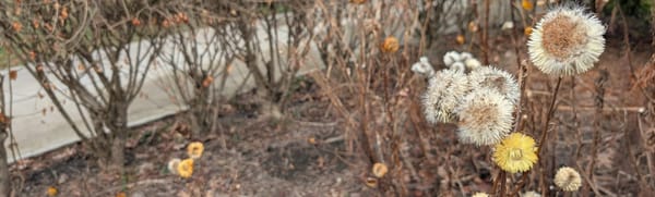 Wildflowers in a winter garden.